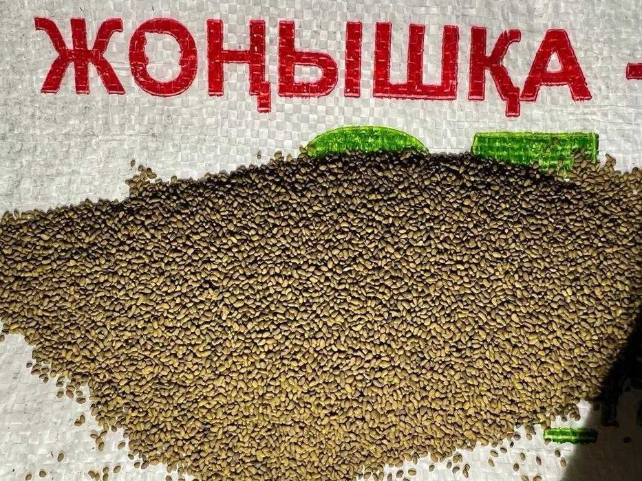 Магниченные семена люцерны с гарантией чистоты