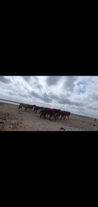 10 бас донежин баиталдар аигырымен