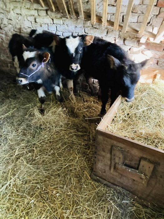 Продавам  три телета