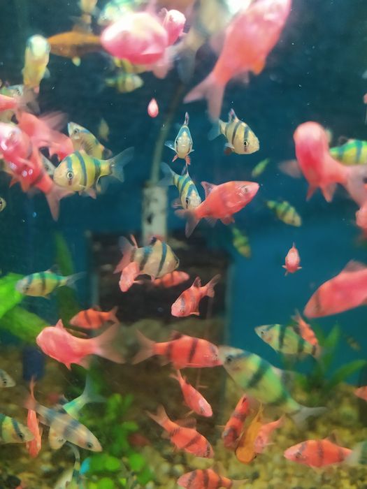 Барбус суматранский