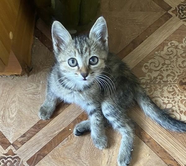 Котенок, девочка 1 месяц