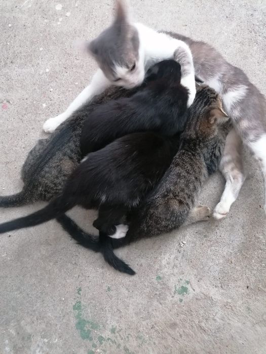 Donez pui de pisică domestică