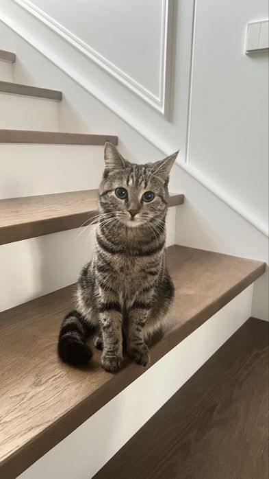Отдам в добрые руки кошечку