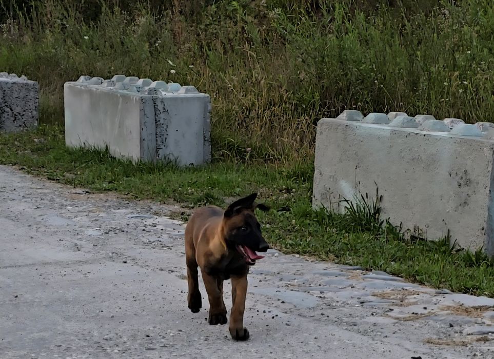 Ciobănesc belgian malinois femela