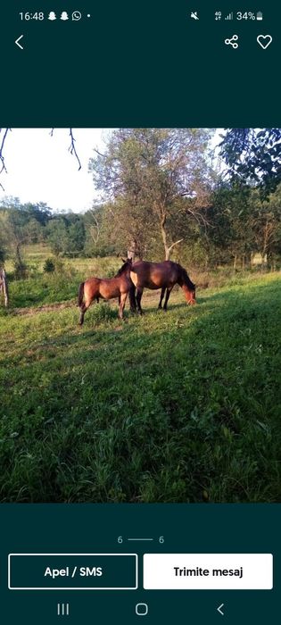 Vând iapa cu mânz