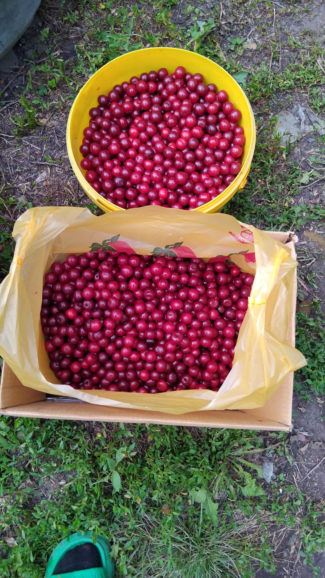 Продам вишню срочно