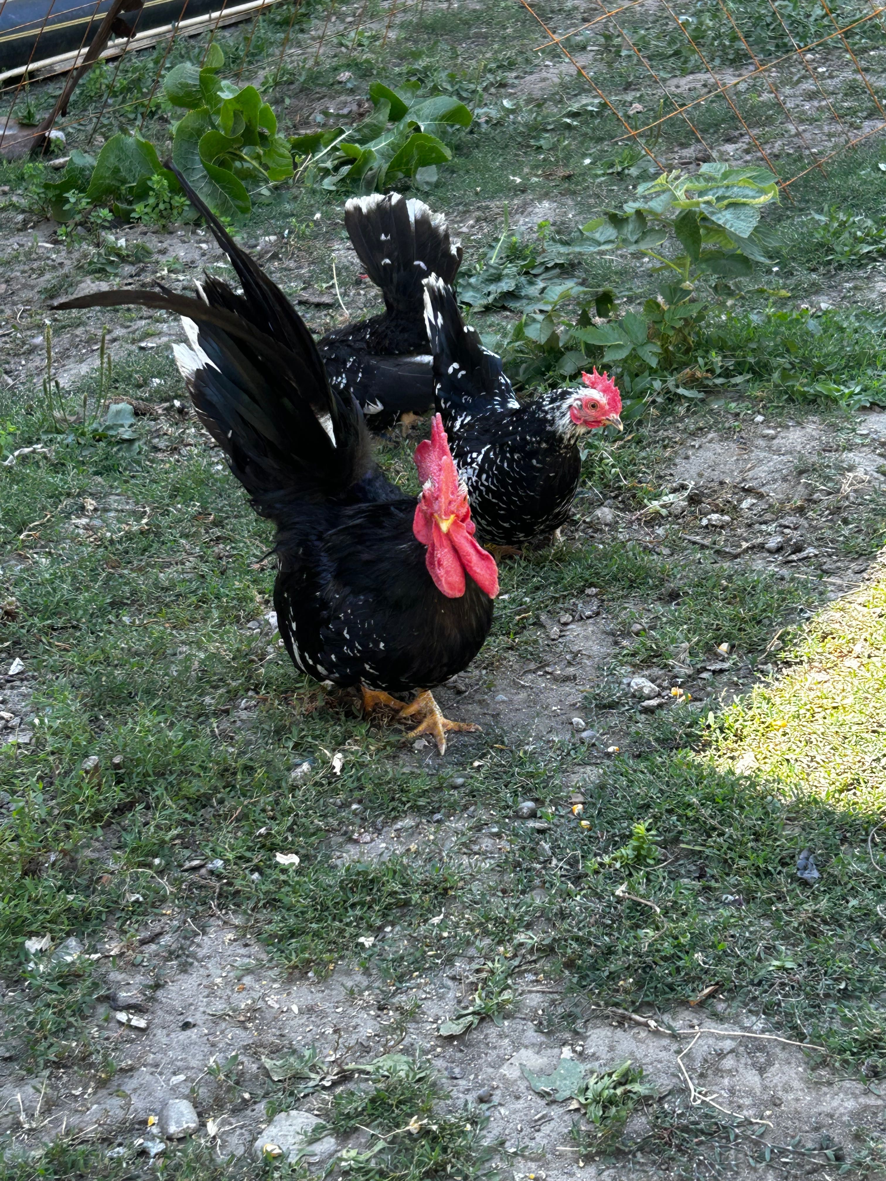 Găini pitice Chabo de vânzare 3+1