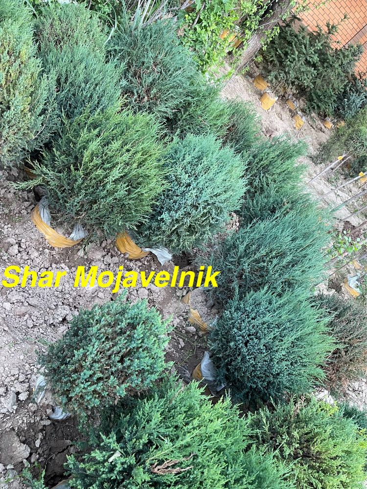 Archa va Manzarali daraxtlar dexqondan