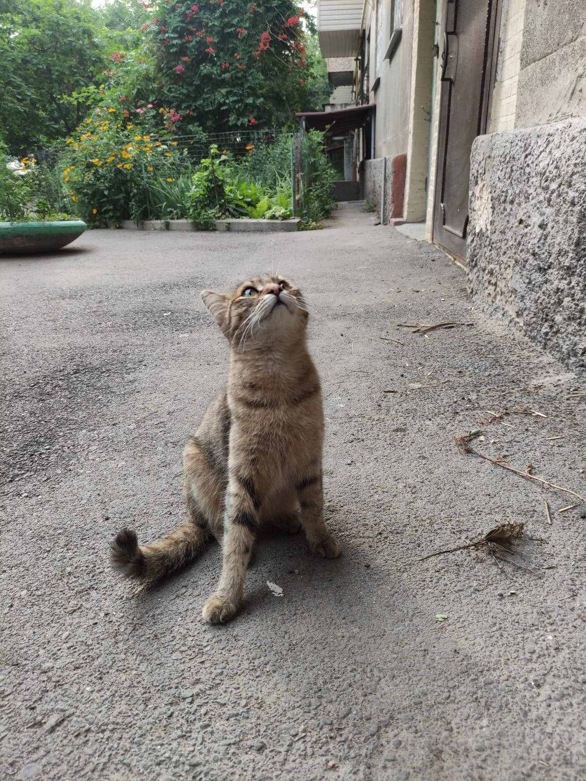 Ласковая кошечка в добрые руки!