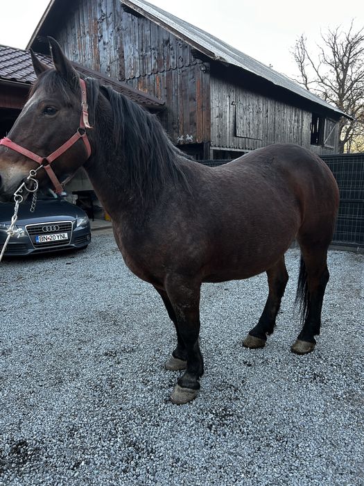 Vand iapa de 8 ani, gestanta