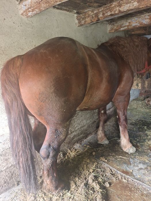 Vând armăsar cuminte de 5 ani