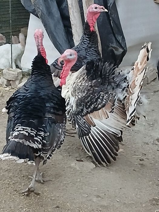 Soʻyishga tayyor boʻlgan