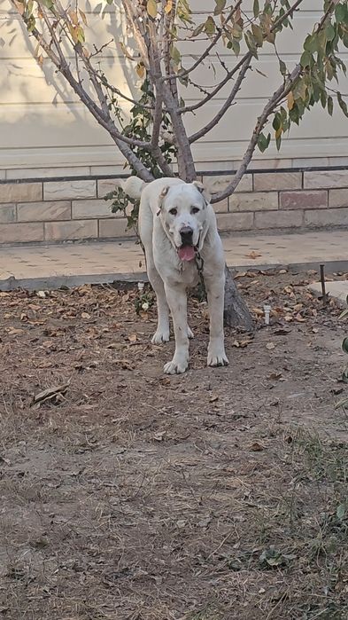 Предлагается мощный кобель для вязки