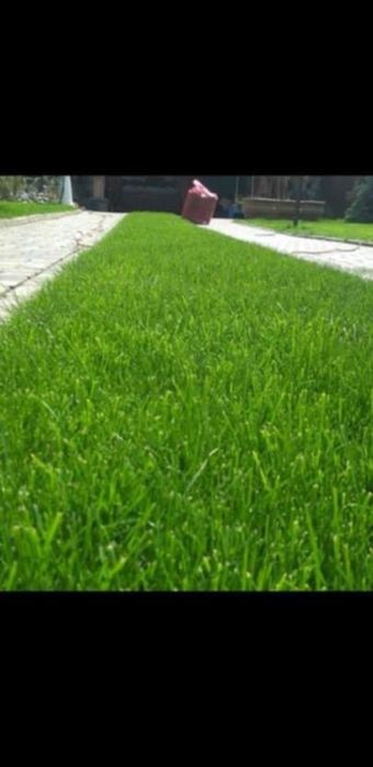 Gazon Rulou și sistem de irigatii