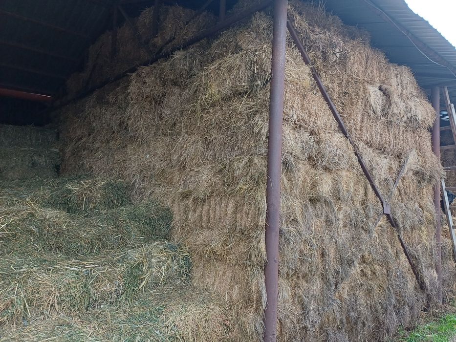 Baloti fan si coceni