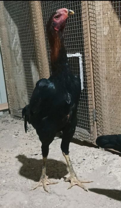 Продается бойцовый петух