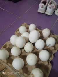 Яйцо гусиный по 500тг