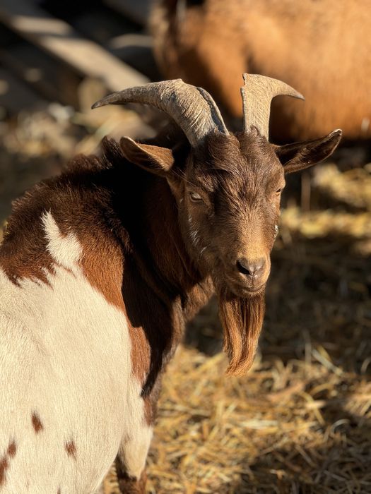 Камерунские козы