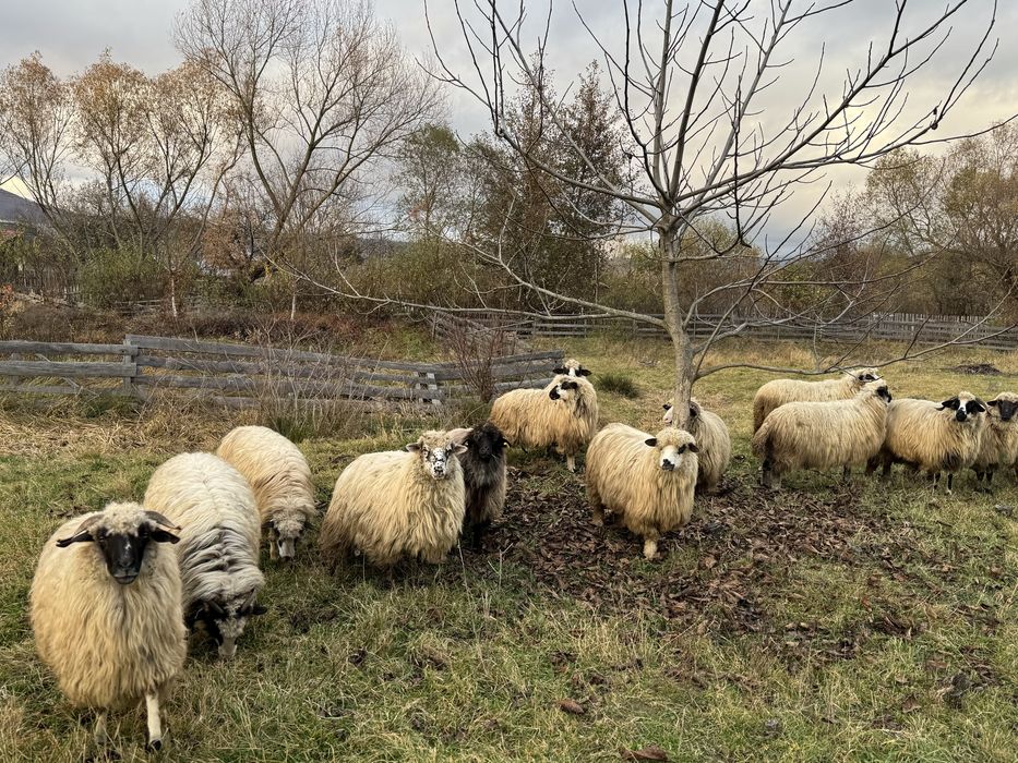 Vand miori si stramiori 18 breze si oacheșe