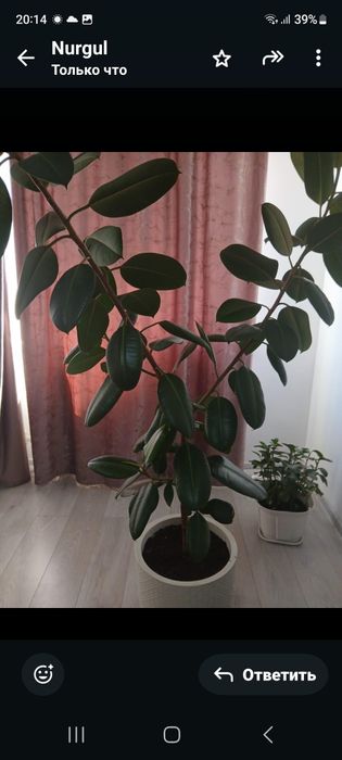 Комнатные растения