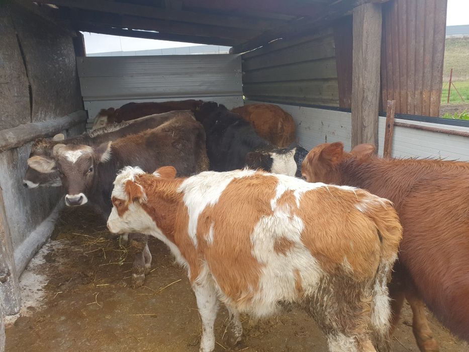 Vand taurasi si vitele