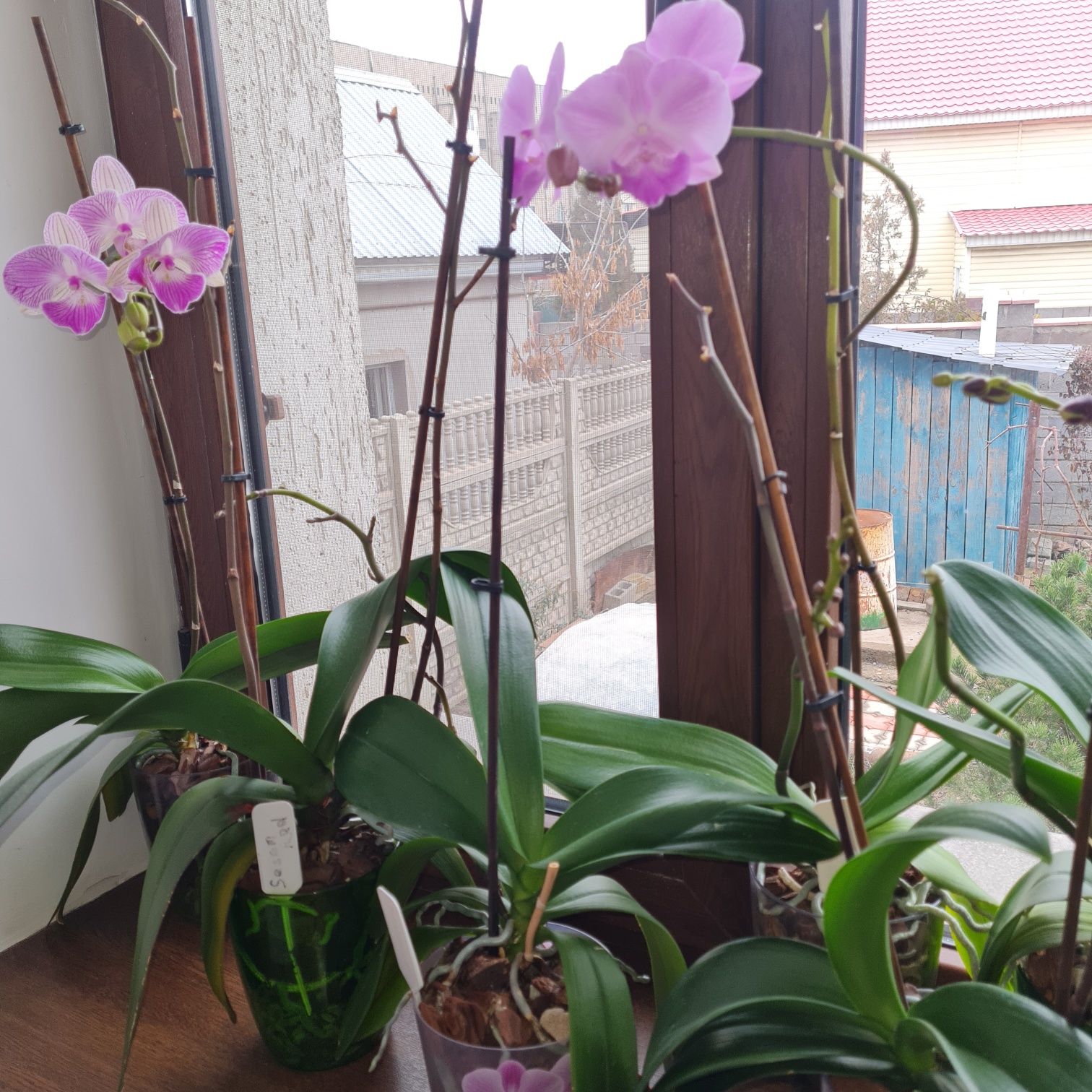 Продам орхидеи фаленопсис