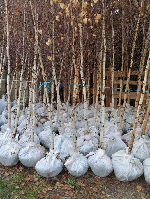 Mesteacan Alb Betula