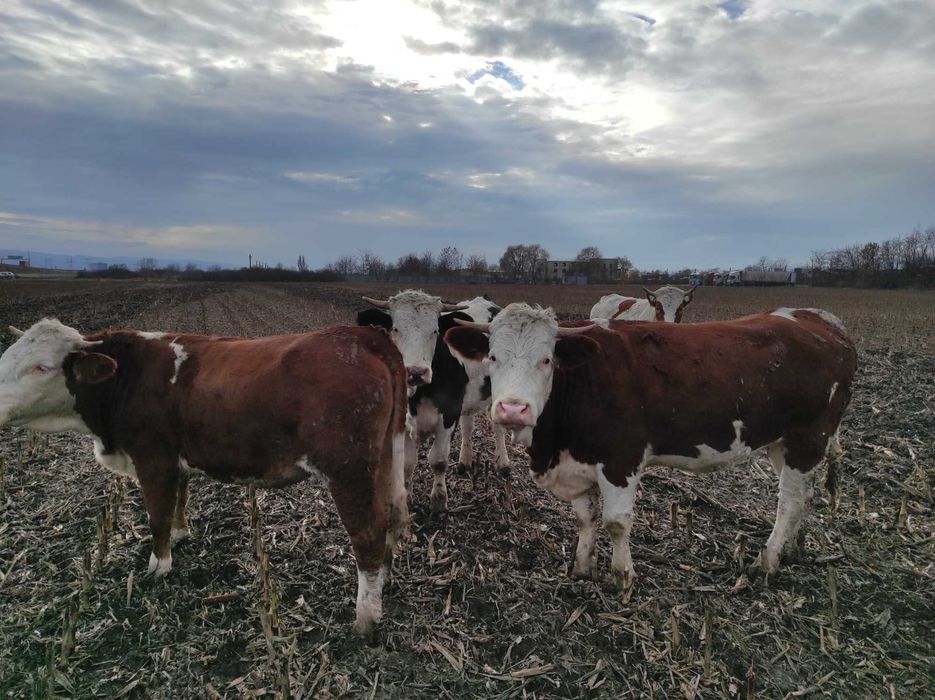 4 Vitele de vazare la 350 kg