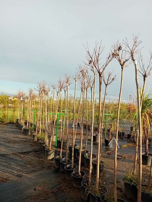 Vând catalpa globulară