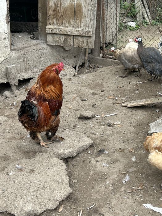 Cocos ameraucana oua verzi