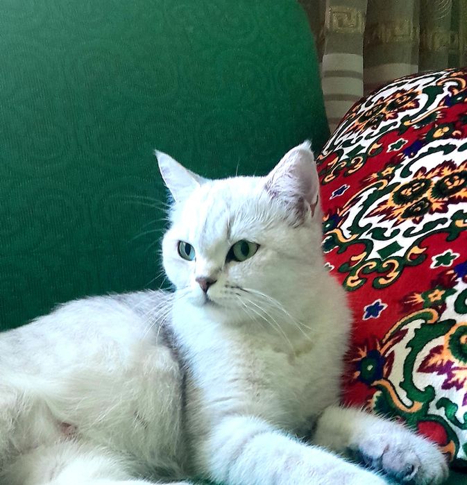 Chiroyli Britan Serebresti Shinshila — Bella sotiladi!