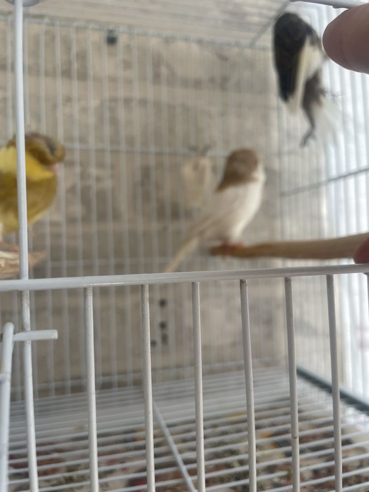 Canari glosteri