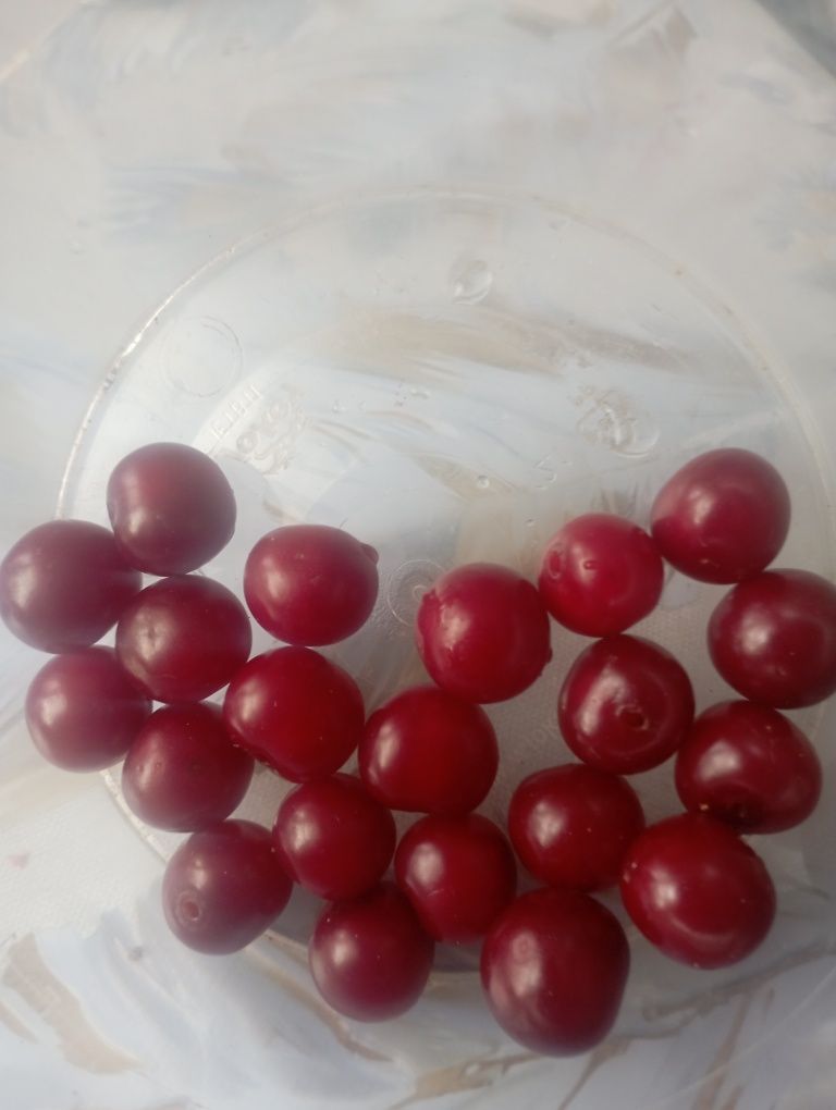 Продам вишню дачную