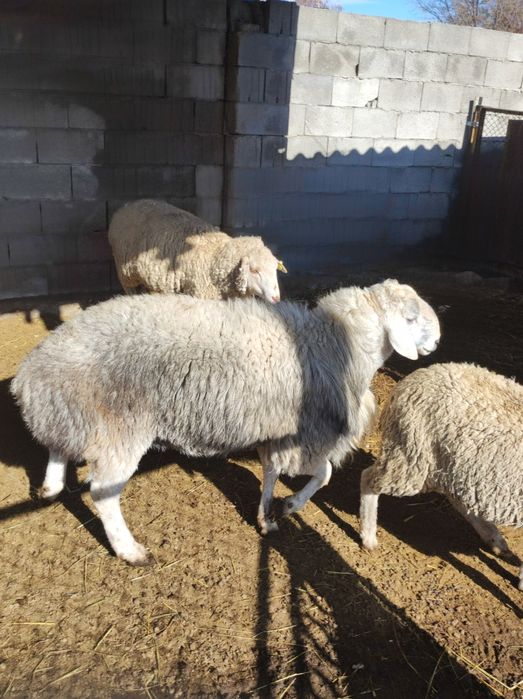 Продам баранов срочно