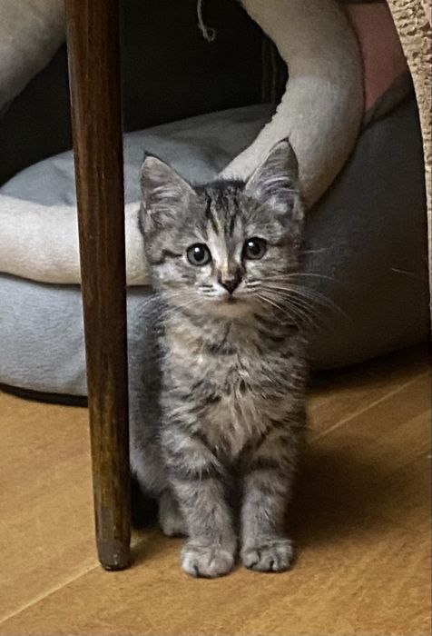 Отдам котенка 1,5 мес, мама породы британская короткошерстная