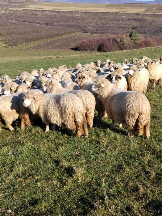 Oi de vînzare... 1000 lei