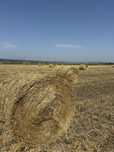 Baloti de paie triticale