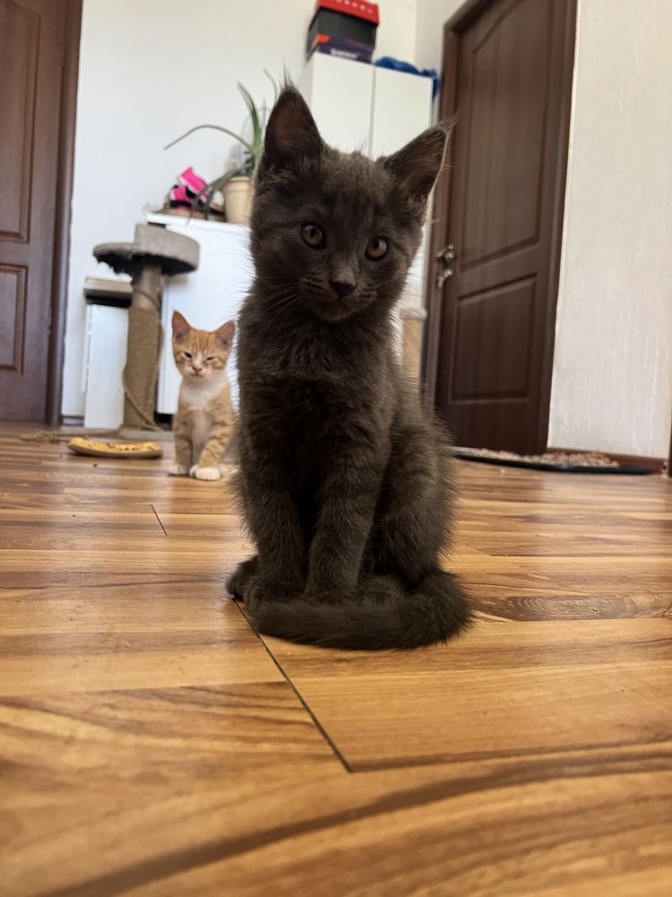 Продаю котят Мейн кун