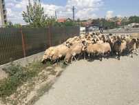 Vand 60 de oi tinere