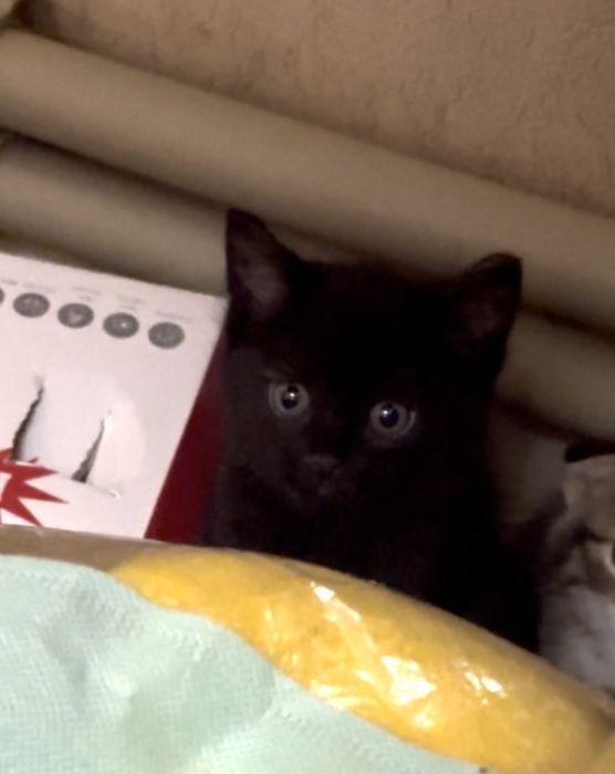 Отдам котят в добрые руки