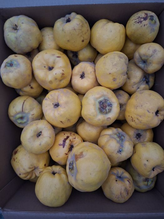 Продаёться Айва сочная ,вырощена без химикатов,полезно всего организма