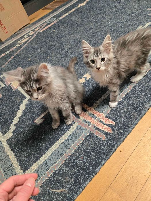 Котенца Мейн Куун