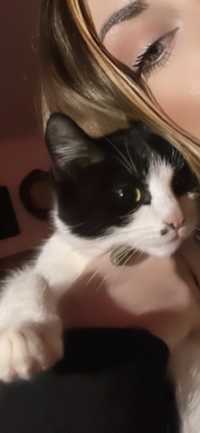 Adoptie pisica Mona