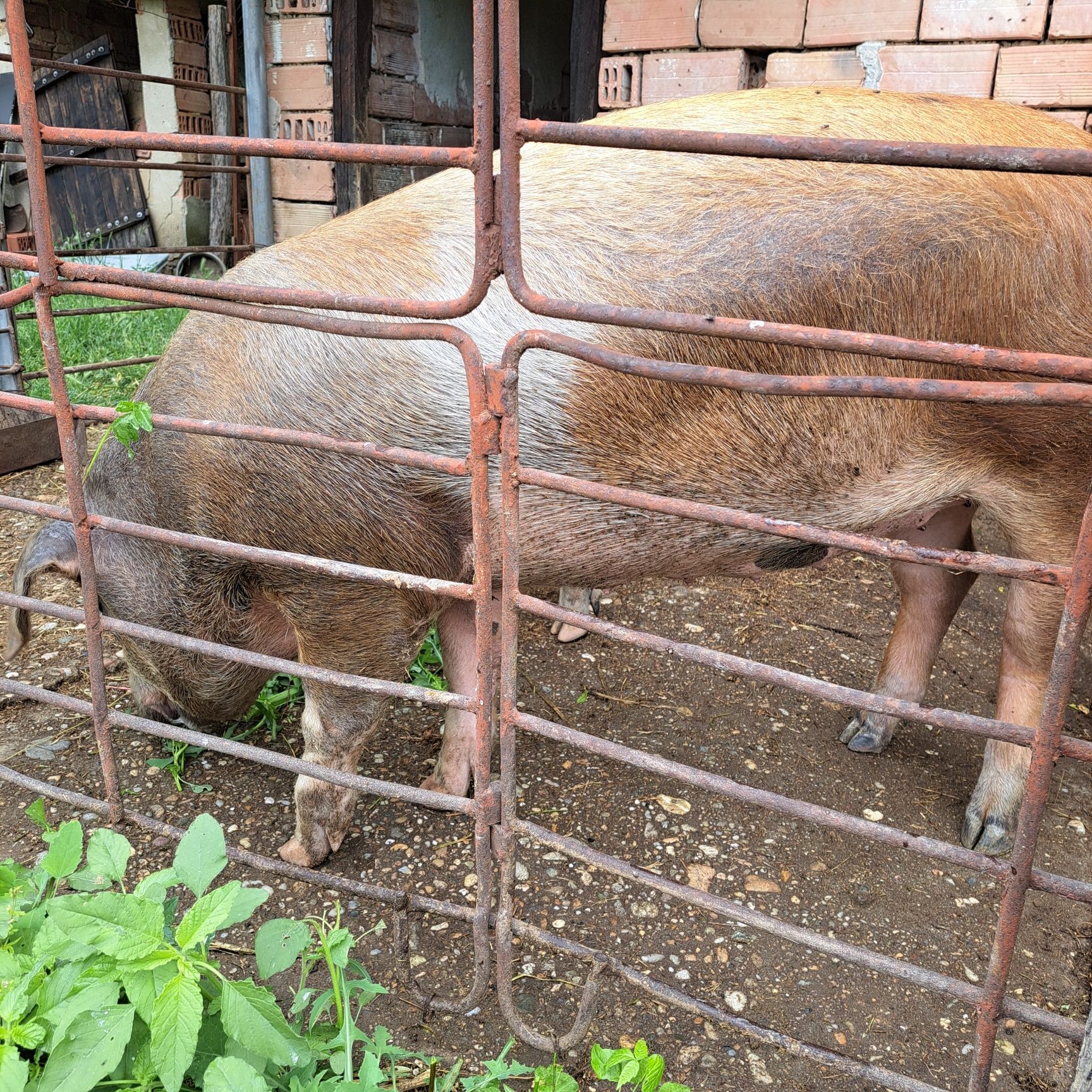 Продавам женско прасе