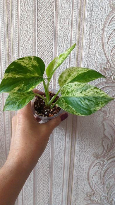 Продам комнатные цветы