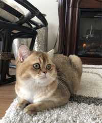 Вязка британский кот золотая шиншилла окрас пу 25