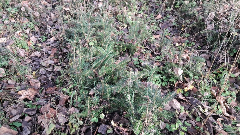 Vand puieti de brad!