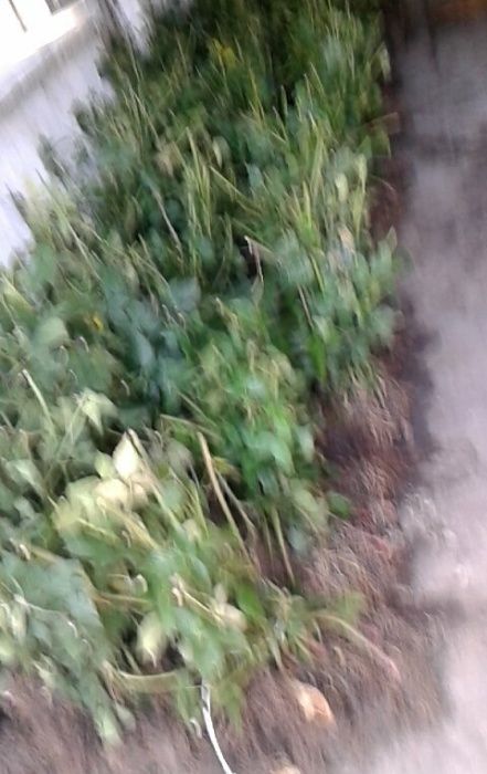 Promotie Butasi MUR THORNFREE si stoloni capsuni zmeur fara tepi
