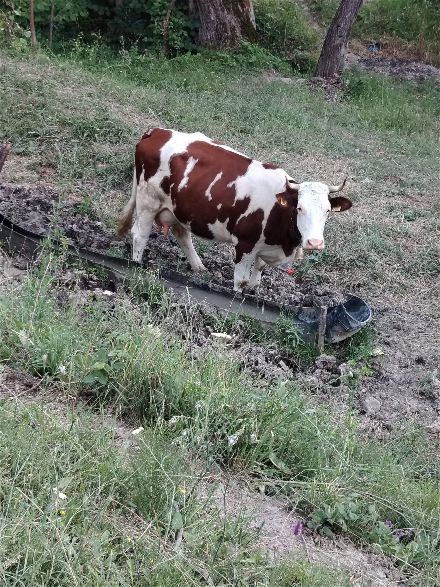 Vând vaca foarte bună cu vitel lângă ea
