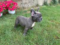 Femela bulldog francez blue
